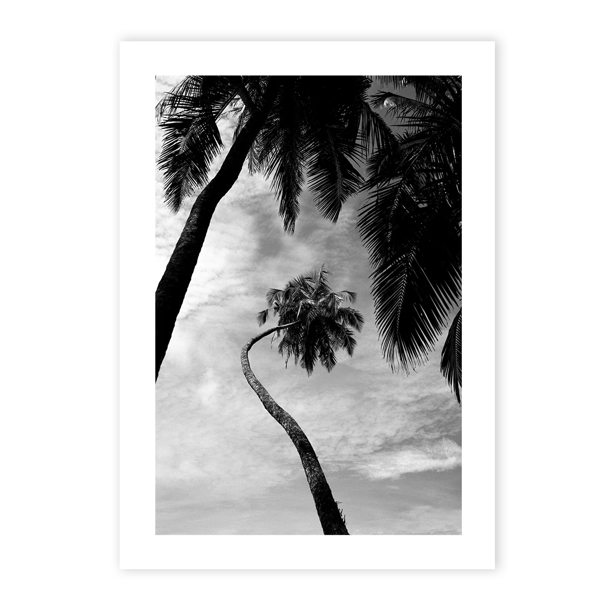 ALMOST REAL - LONE PALM